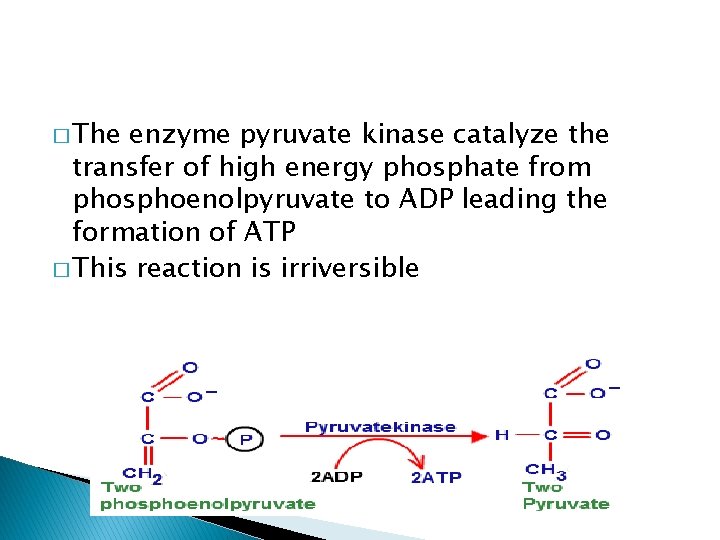 � The enzyme pyruvate kinase catalyze the transfer of high energy phosphate from phosphoenolpyruvate