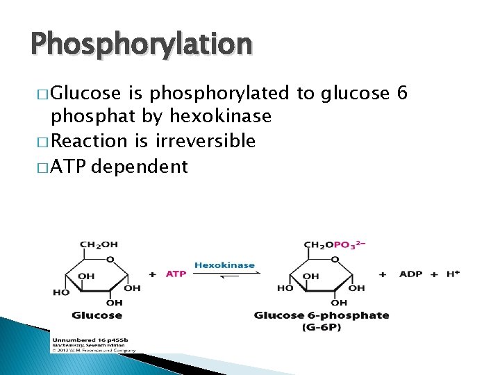 Phosphorylation � Glucose is phosphorylated to glucose 6 phosphat by hexokinase � Reaction is