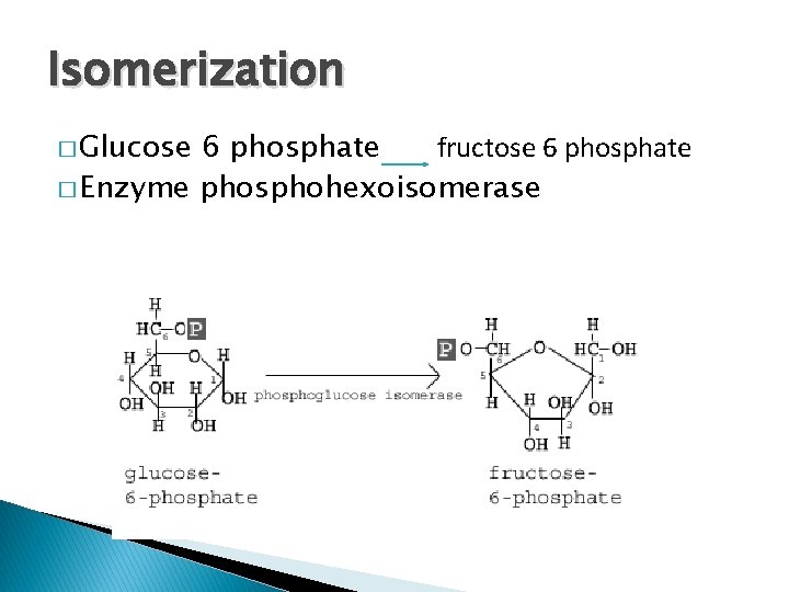Isomerization � Glucose 6 phosphate fructose 6 phosphate � Enzyme phosphohexoisomerase 