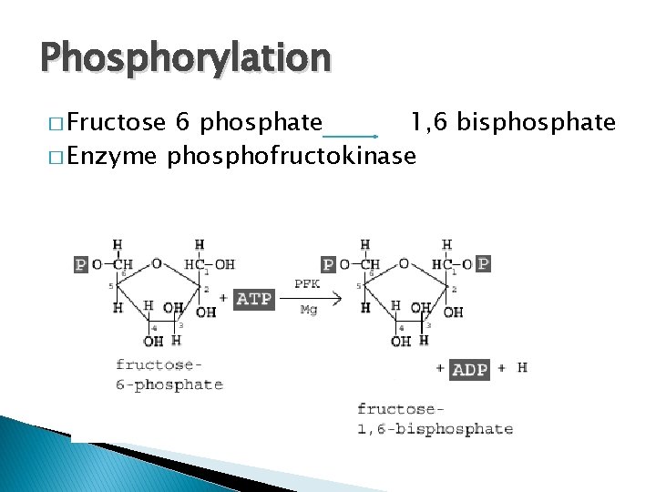 Phosphorylation � Fructose 6 phosphate 1, 6 bisphosphate � Enzyme phosphofructokinase 