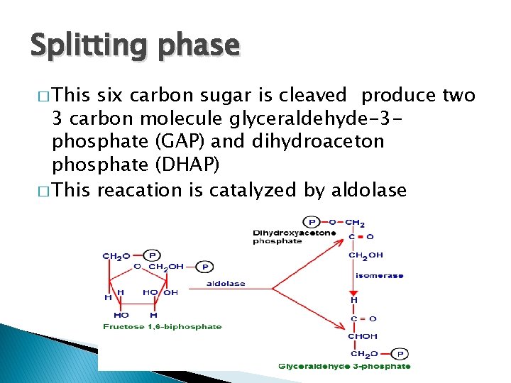 Splitting phase � This six carbon sugar is cleaved produce two 3 carbon molecule