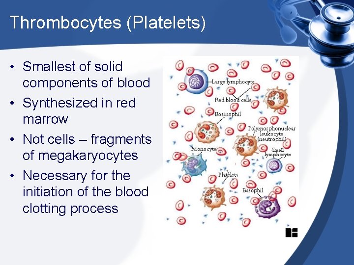 Thrombocytes (Platelets) • Smallest of solid components of blood • Synthesized in red marrow