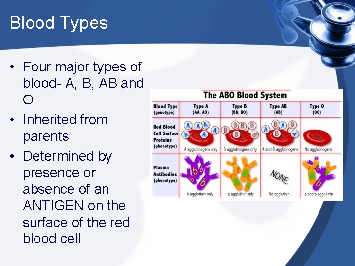 Blood Types • Four major types of blood- A, B, AB and O •