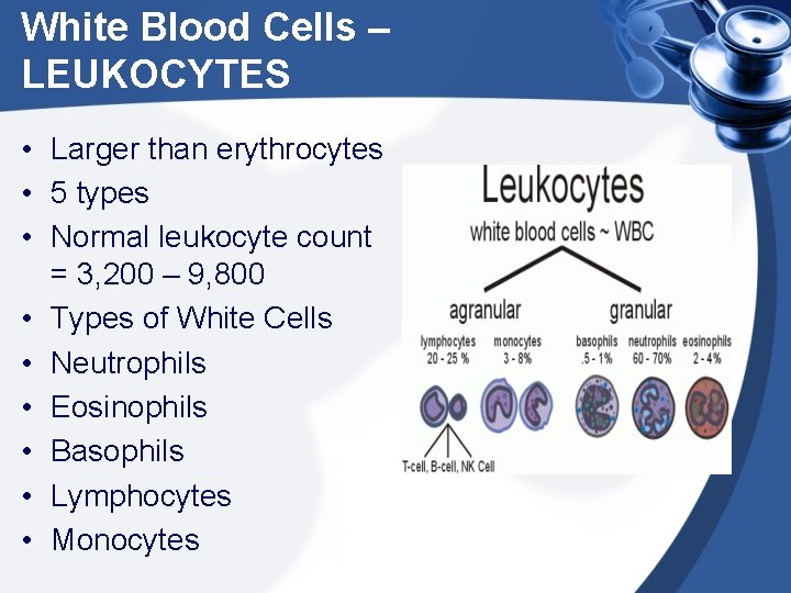 White Blood Cells – LEUKOCYTES • Larger than erythrocytes • 5 types • Normal