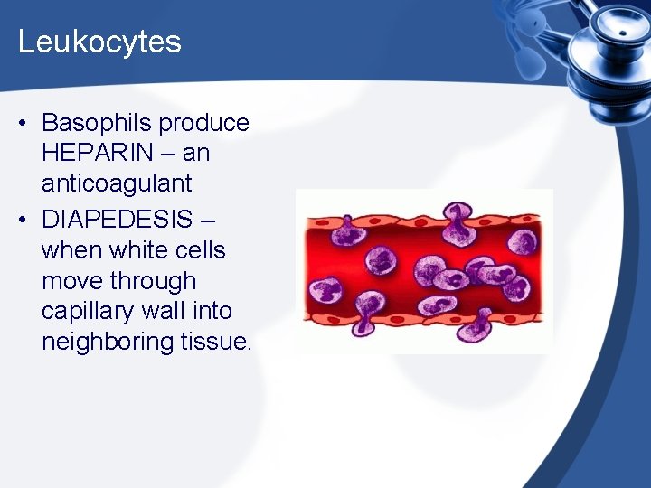 Leukocytes • Basophils produce HEPARIN – an anticoagulant • DIAPEDESIS – when white cells