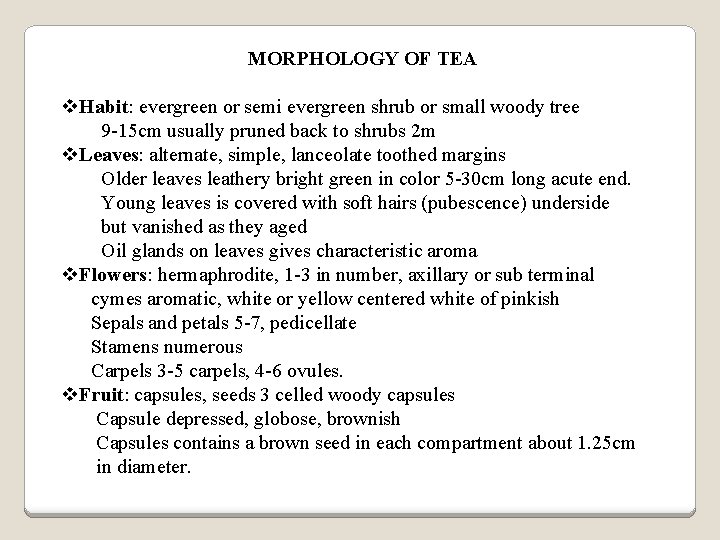 MORPHOLOGY OF TEA v. Habit: evergreen or semi evergreen shrub or small woody tree