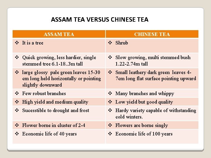 ASSAM TEA VERSUS CHINESE TEA ASSAM TEA CHINESE TEA v It is a tree