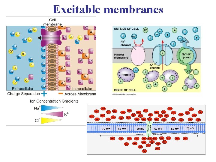 Excitable membranes 