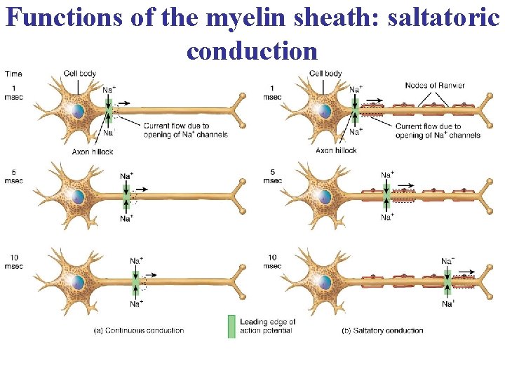 Functions of the myelin sheath: saltatoric conduction 