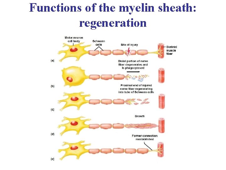 Functions of the myelin sheath: regeneration 