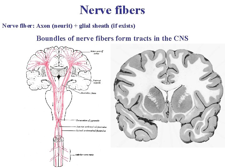 Nerve fibers Nerve fiber: Axon (neurit) + glial sheath (if exists) Boundles of nerve