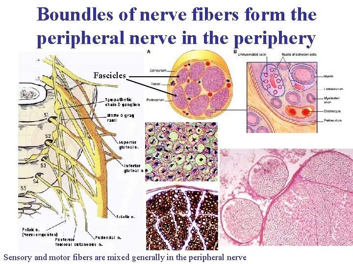 Boundles of nerve fibers form the peripheral nerve in the periphery Fascicles Sensory and