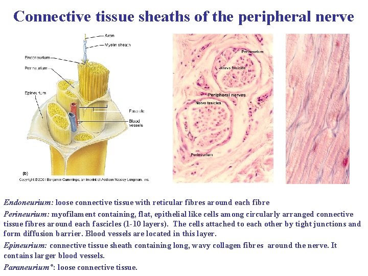 Connective tissue sheaths of the peripheral nerve Endoneurium: loose connective tissue with reticular fibres