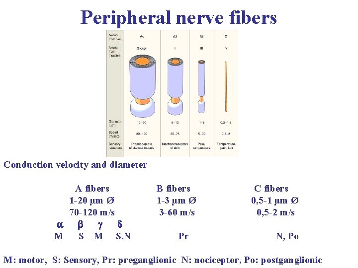 Peripheral nerve fibers Conduction velocity and diameter A fibers B fibers C fibers 1