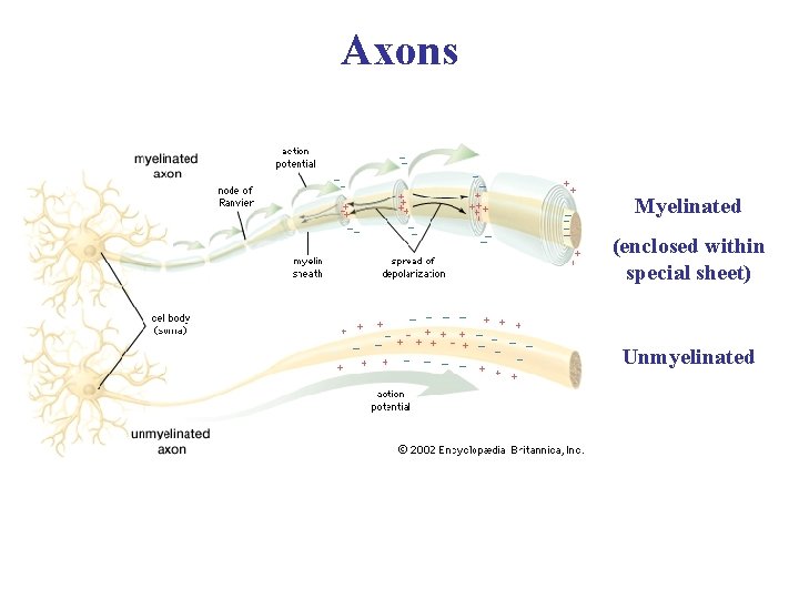 Axons Myelinated (enclosed within special sheet) Unmyelinated 