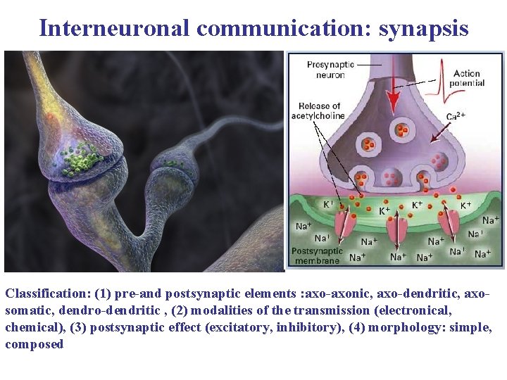 Interneuronal communication: synapsis Classification: (1) pre-and postsynaptic elements : axo-axonic, axo-dendritic, axosomatic, dendro-dendritic ,