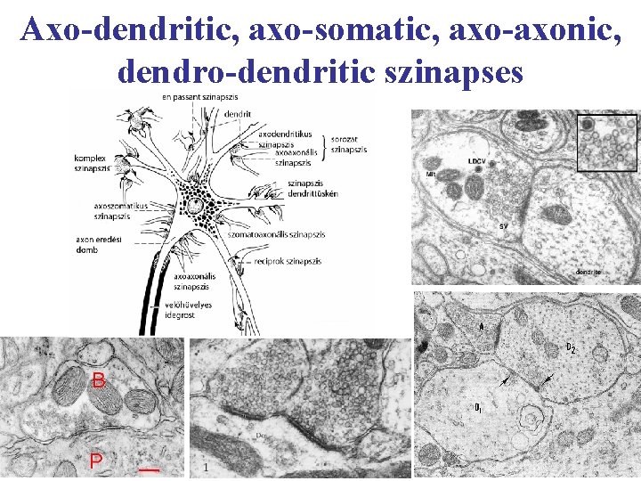 Axo-dendritic, axo-somatic, axo-axonic, dendro-dendritic szinapses 