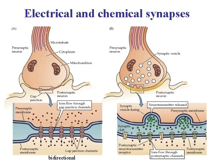 Electrical and chemical synapses bidirectional 