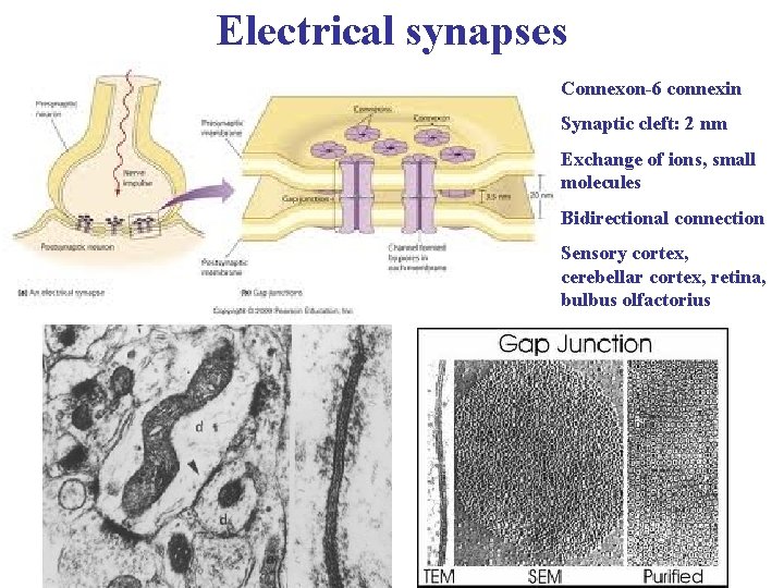 Electrical synapses Connexon-6 connexin Synaptic cleft: 2 nm Exchange of ions, small molecules Bidirectional
