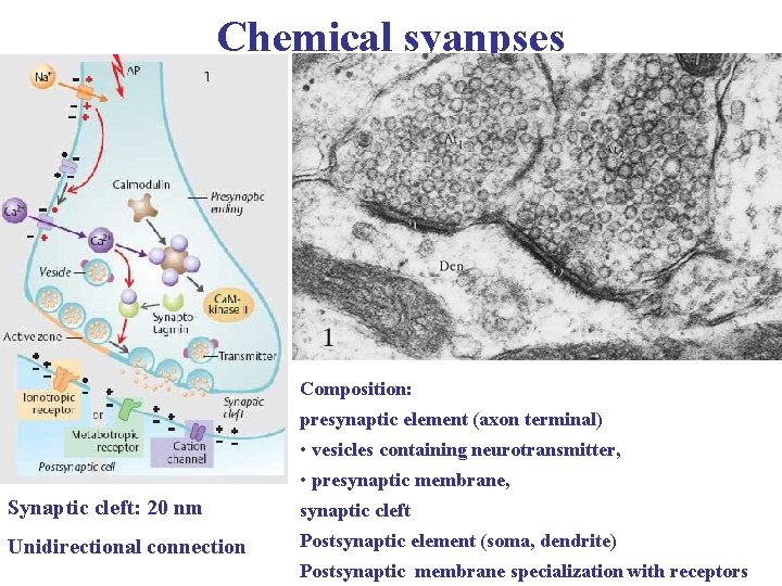 Chemical syanpses Composition: presynaptic element (axon terminal) • vesicles containing neurotransmitter, • presynaptic membrane,