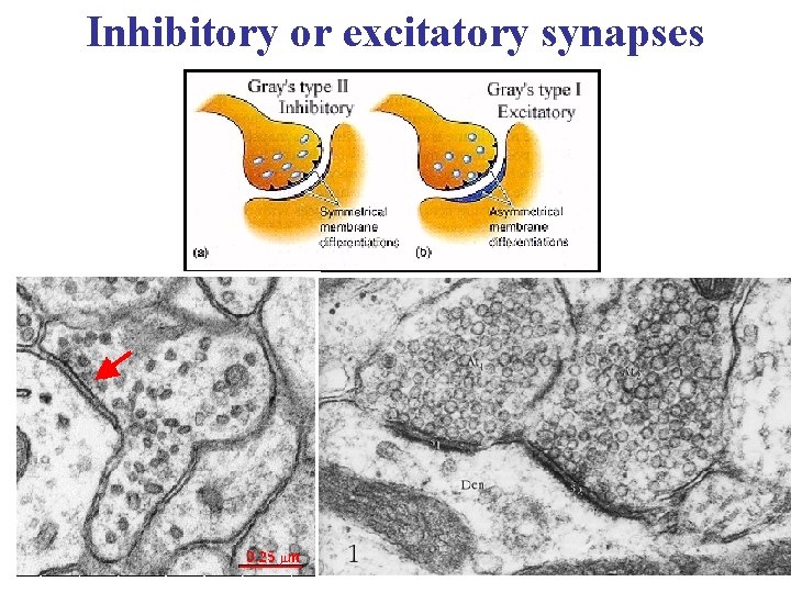 Inhibitory or excitatory synapses 