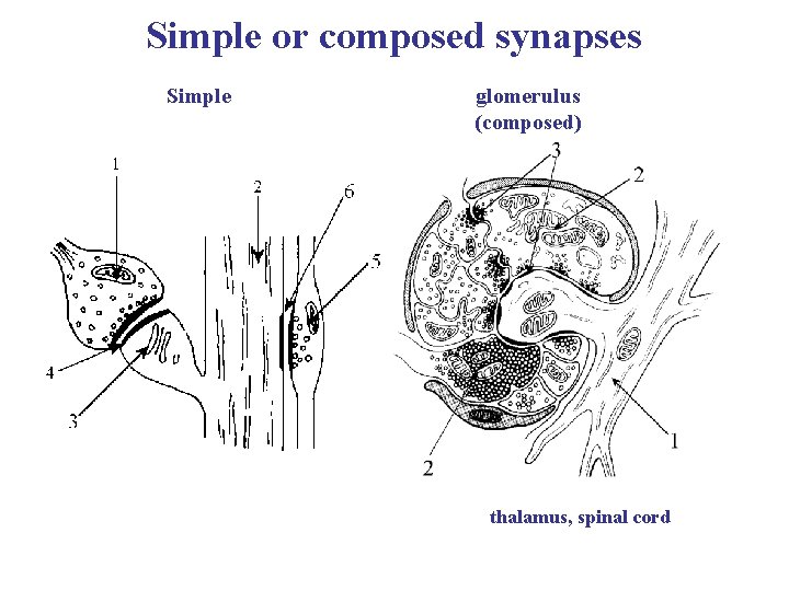Simple or composed synapses Simple glomerulus (composed) thalamus, spinal cord 