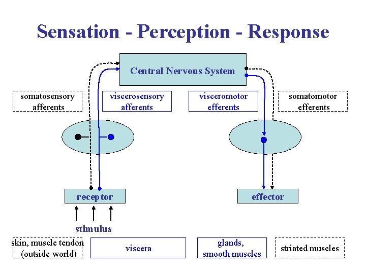 Sensation - Perception - Response Central Nervous System somatosensory afferents viscerosensory afferents receptor visceromotor