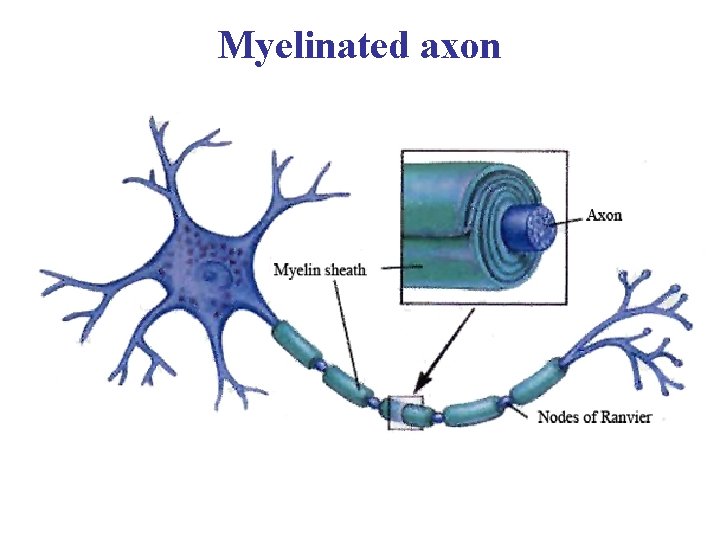 Myelinated axon 
