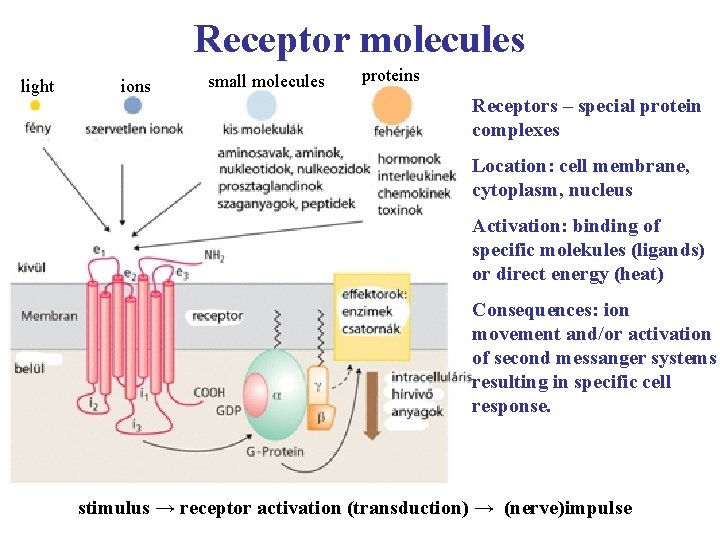 Receptor molecules light ions small molecules proteins Receptors – special protein complexes Location: cell