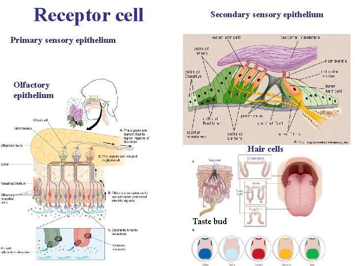 Receptor cell Secondary sensory epithelium Primary sensory epithelium Olfactory epithelium Hair cells Taste bud