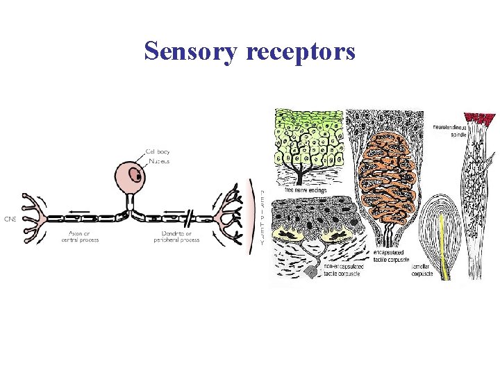 Sensory receptors 