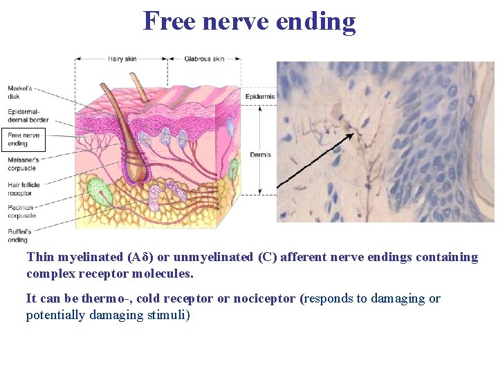 Free nerve ending Thin myelinated (Aδ) or unmyelinated (C) afferent nerve endings containing complex