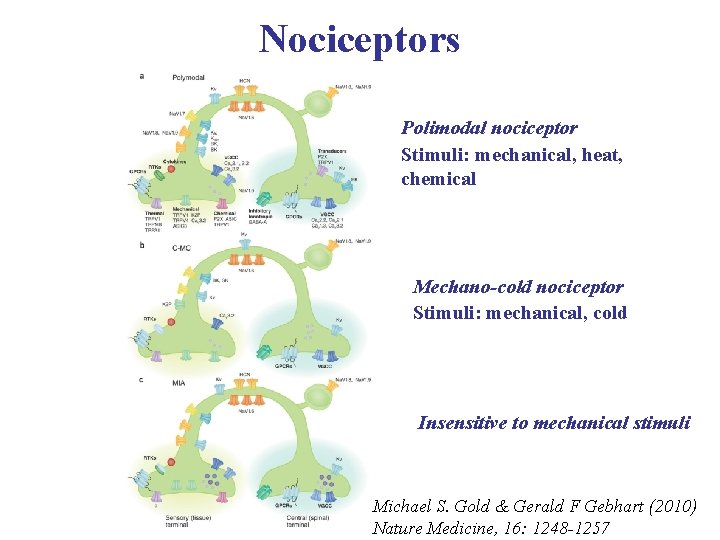 Nociceptors Polimodal nociceptor Stimuli: mechanical, heat, chemical Mechano-cold nociceptor Stimuli: mechanical, cold Insensitive to