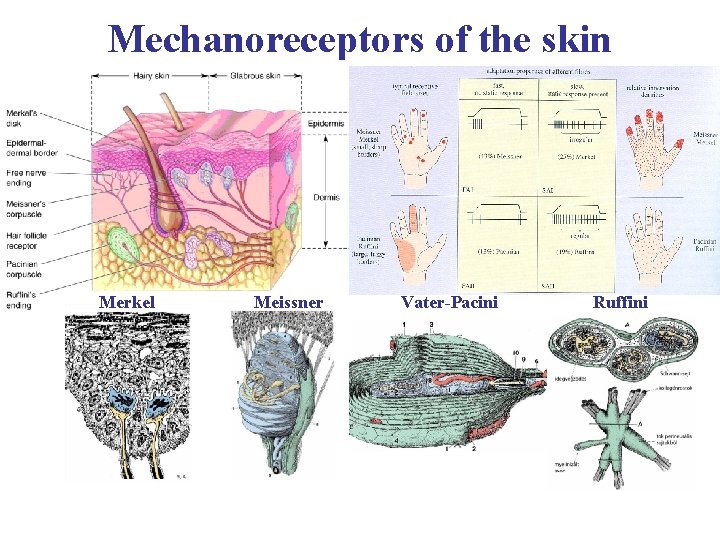 Mechanoreceptors of the skin Merkel Meissner Vater-Pacini Ruffini 