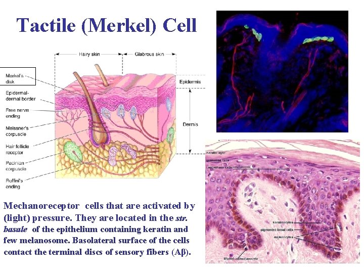 Tactile (Merkel) Cell Mechanoreceptor cells that are activated by (light) pressure. They are located