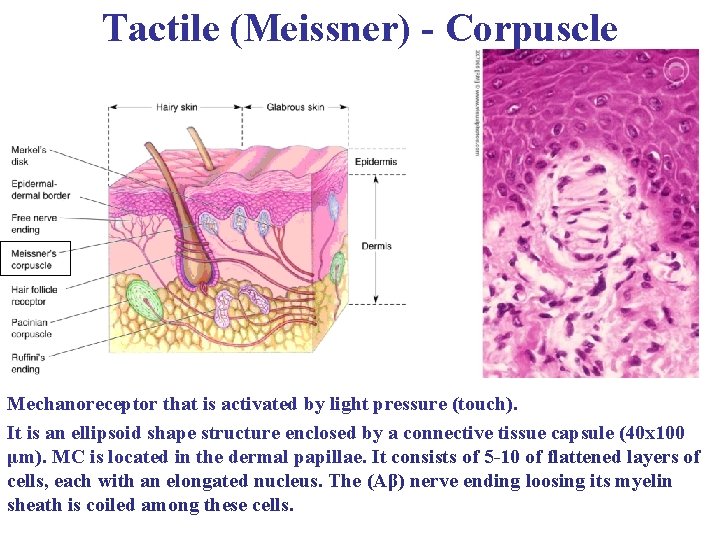 Tactile (Meissner) - Corpuscle Mechanoreceptor that is activated by light pressure (touch). It is
