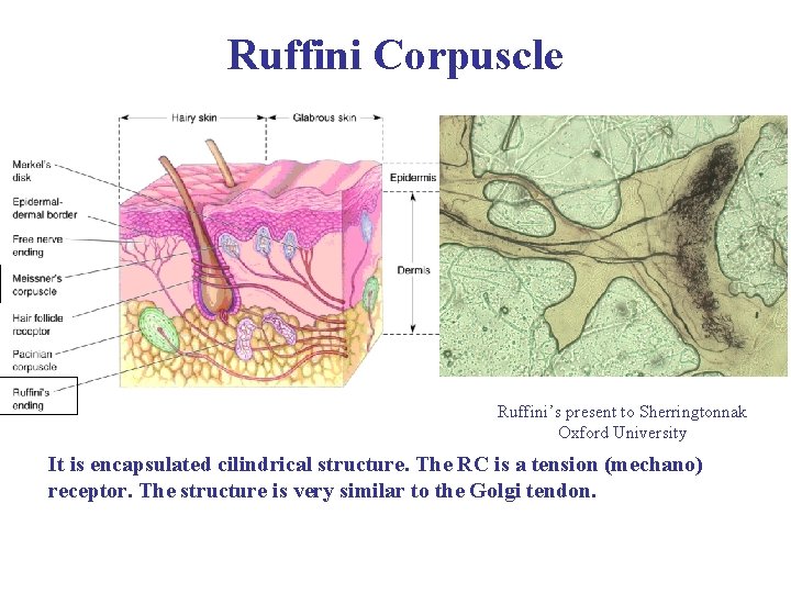 Ruffini Corpuscle Ruffini’s present to Sherringtonnak Oxford University It is encapsulated cilindrical structure. The