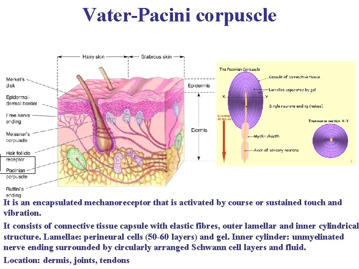 Vater-Pacini corpuscle It is an encapsulated mechanoreceptor that is activated by course or sustained