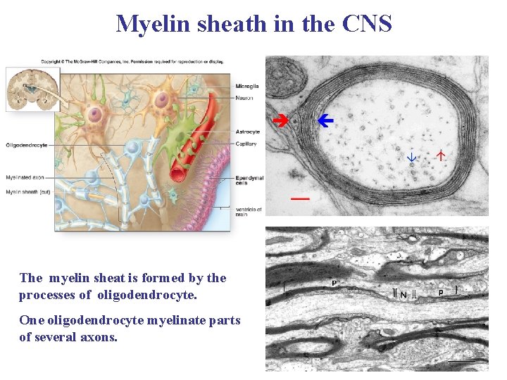 Myelin sheath in the CNS The myelin sheat is formed by the processes of