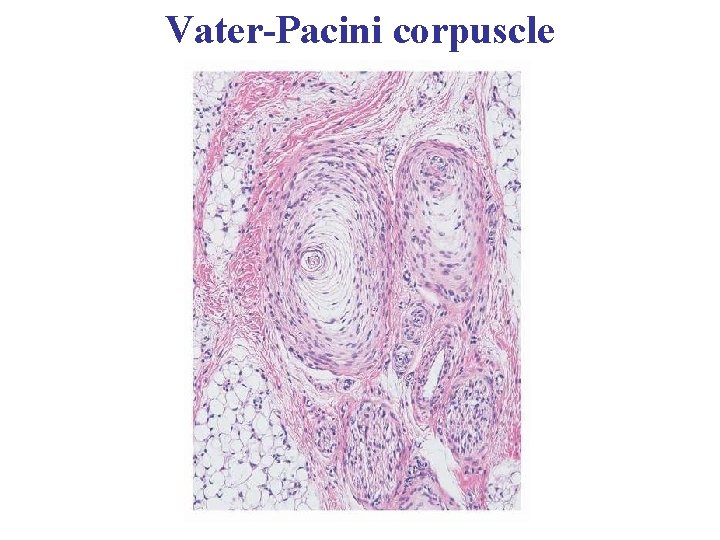 Vater-Pacini corpuscle 