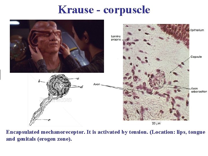 Krause - corpuscle Encapsulated mechanoreceptor. It is activated by tension. (Location: lips, tongue and
