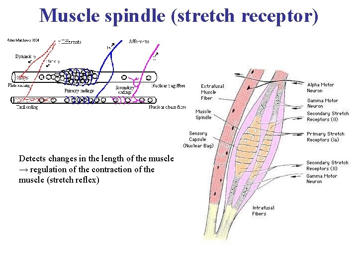 Muscle spindle (stretch receptor) Detects changes in the length of the muscle → regulation