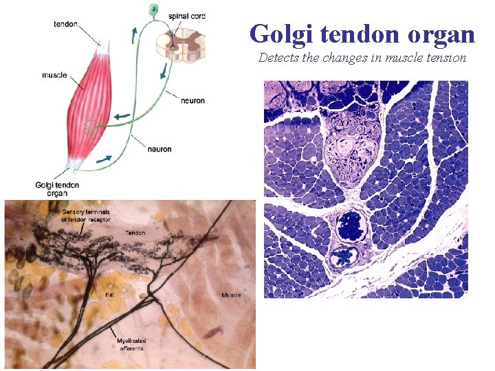 Golgi tendon organ Detects the changes in muscle tension 