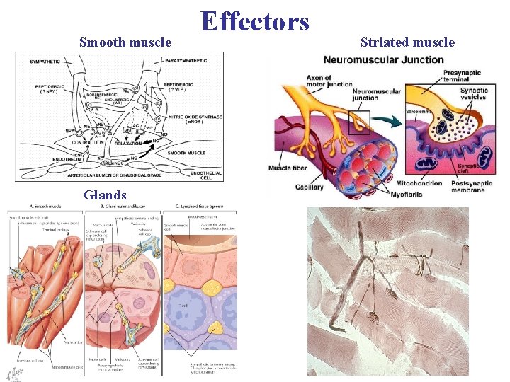 Smooth muscle Glands Effectors Striated muscle 