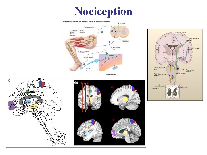 Nociception 