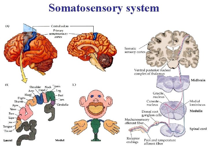 Somatosensory system 