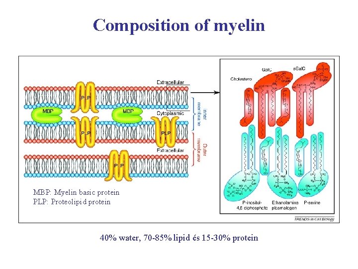 Composition of myelin MBP: Myelin basic protein PLP: Proteolipid protein 40% water, 70 -85%