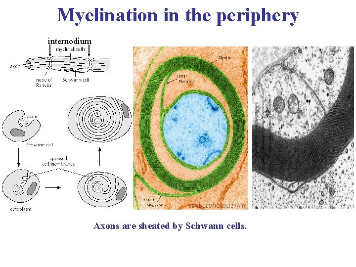 Myelination in the periphery internodium Axons are sheated by Schwann cells. 