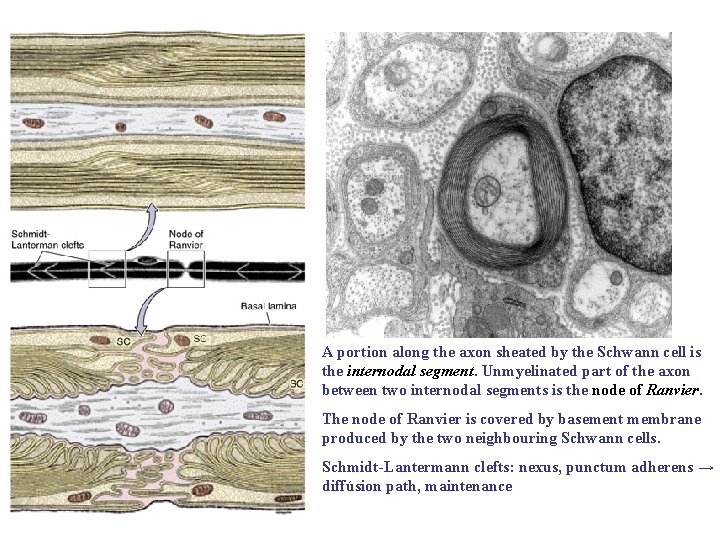 A portion along the axon sheated by the Schwann cell is the internodal segment.