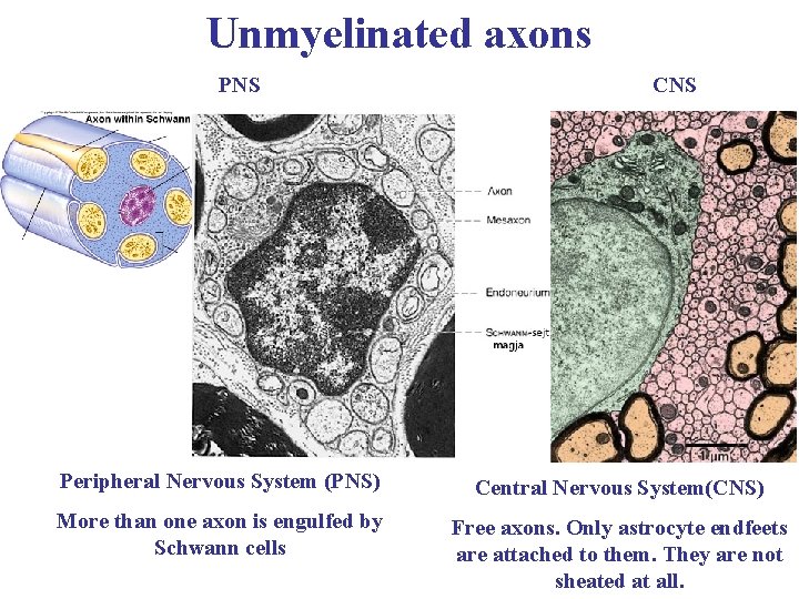Unmyelinated axons PNS CNS Peripheral Nervous System (PNS) Central Nervous System(CNS) More than one